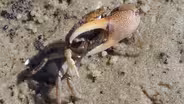 Species Diversity- Marsh Friends
