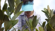Black Mangroves Encroach on Florida Salt Marshes