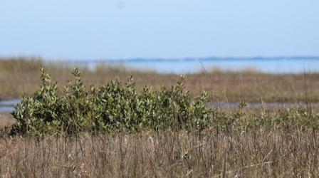 Video thumbnail: In the Grass, On the Reef Mangroves in the Cold