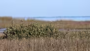 Mangroves in the Cold