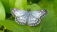 Butterfly Watching and Research in the Red Hills