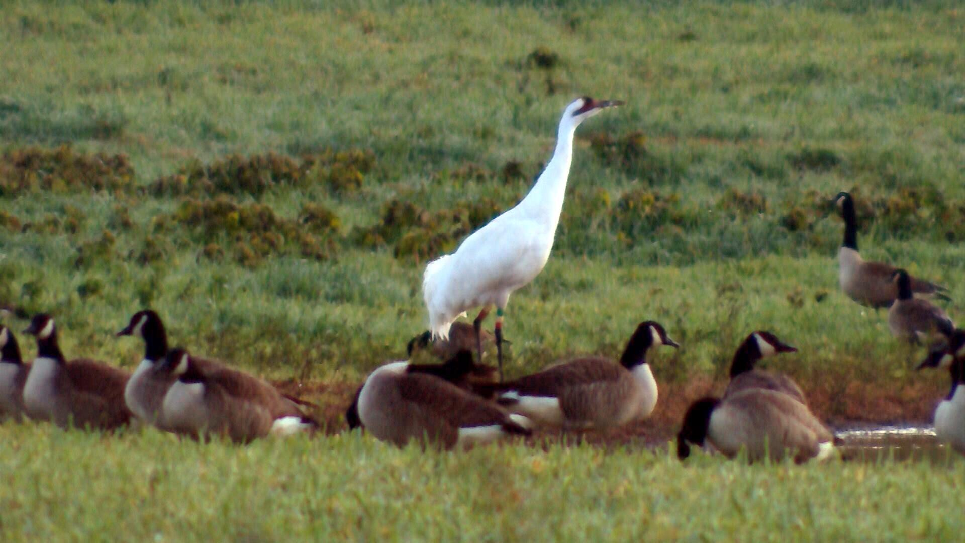 Behind the Scenes at the Saint Marks Whooping Crane Pen