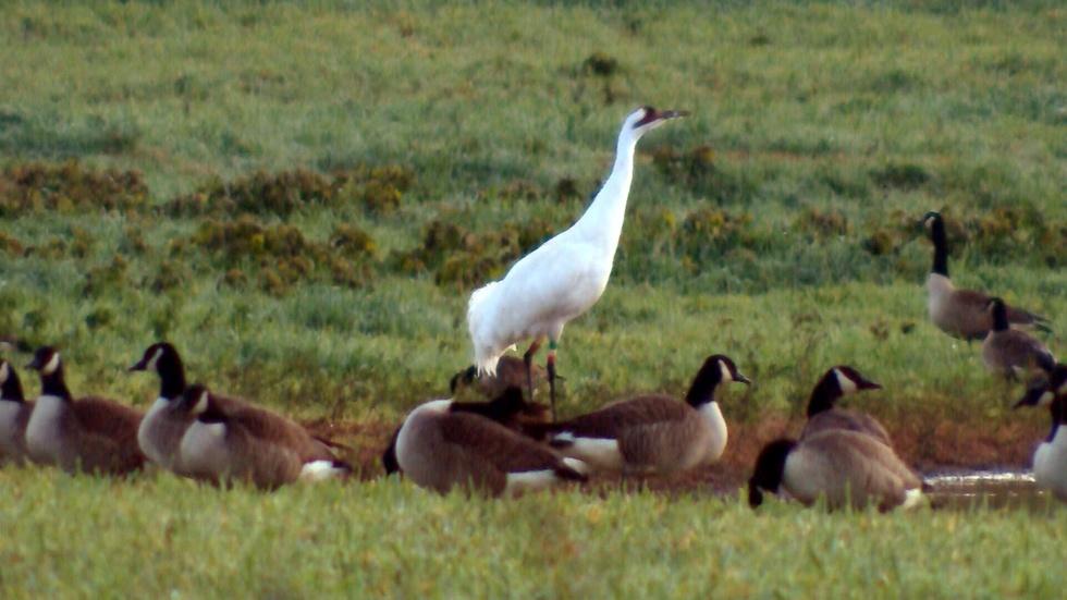 Behind the Scenes at the Saint Marks Whooping Crane Pen image