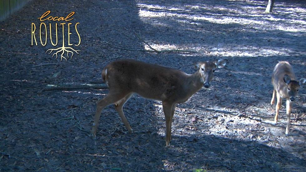 Local Routes – Episode 116 image