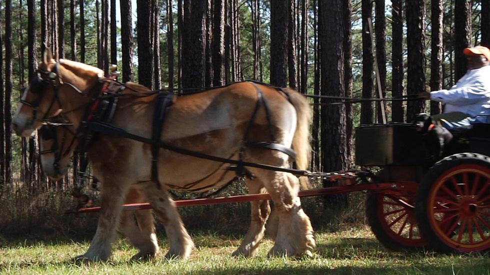 Fire in the Longleaf Forest | Roaming the Red Hills image