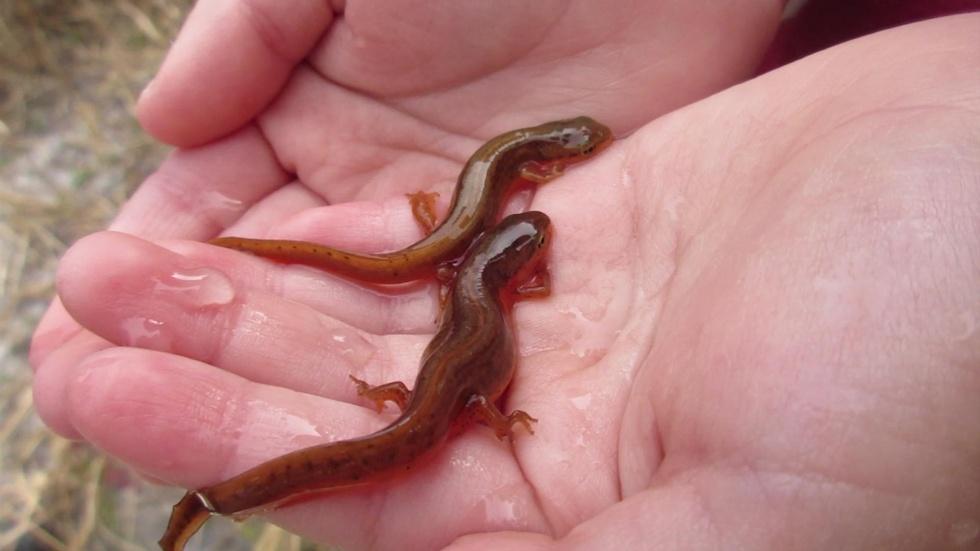 Bringing the Striped Newt Back to the Munson Sandhills image