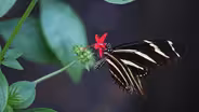 Butterfly Gardening | Building a Pollinator Habitat at Home