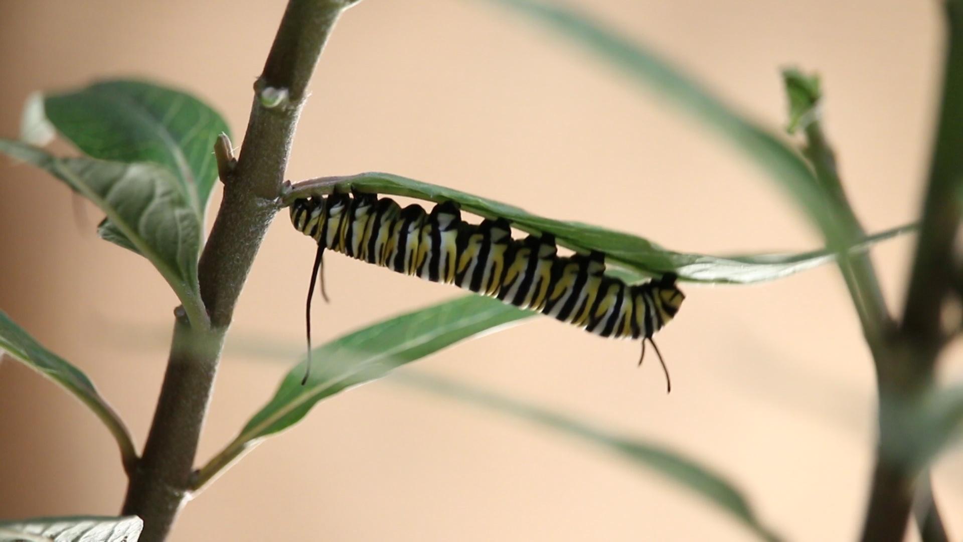 Monarch Life Cycle | From Caterpillar to Butterfly