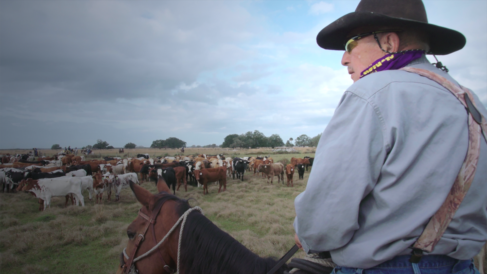 Have Camera, Will Ride!  The Great Florida Cattle Drive.