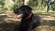 Tate the Truffle Dog