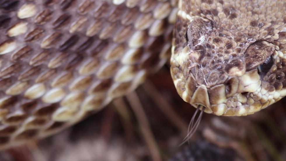 In the Grass with the Eastern Diamondback Rattler image