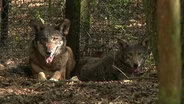 The Red Wolves of the Tallahassee Museum