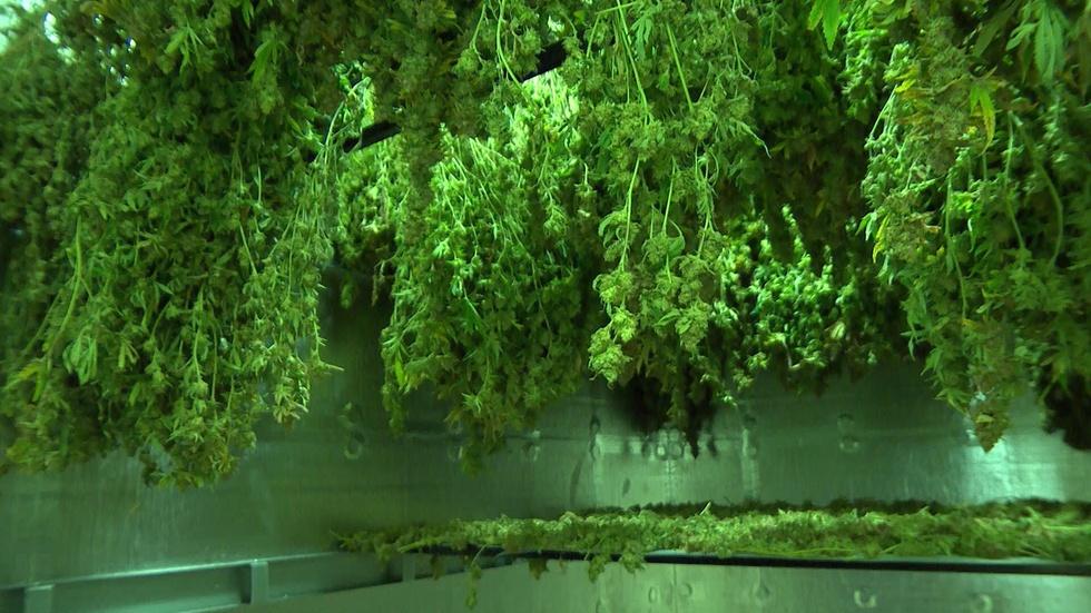 Behind the Scenes with Medical Marijuana image