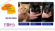 05/02/2024 | Cheeto Poof, Venessa and Minnie Pearl | Mark's Furry Friends