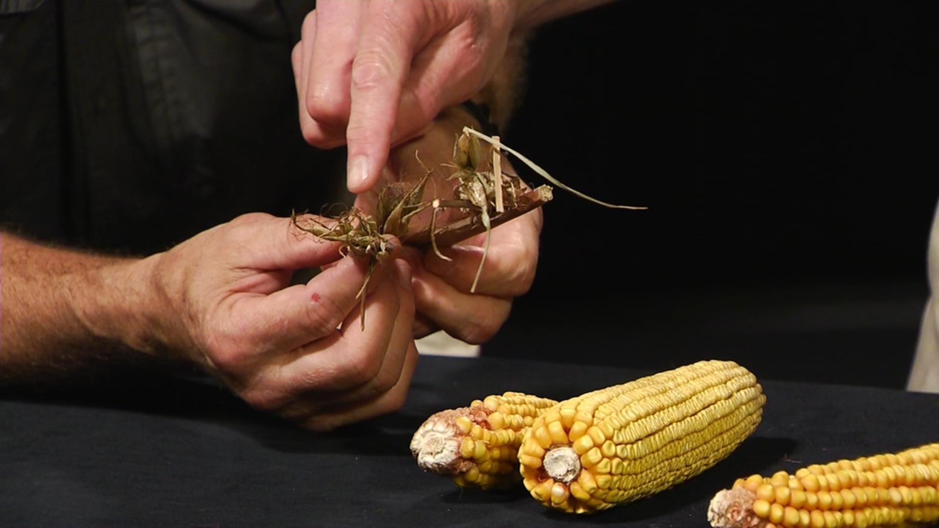 Indiana Expeditions | The History of Corn | PBS