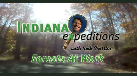 Video thumbnail: Indiana Expeditions Forests at Work