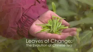Leaves of Change: The Ageless Tradition of Chinese Tea