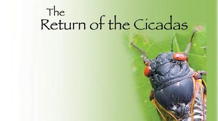 Video thumbnail: Return of the Cicadas Return of the Cicadas