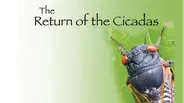 Return of the Cicadas