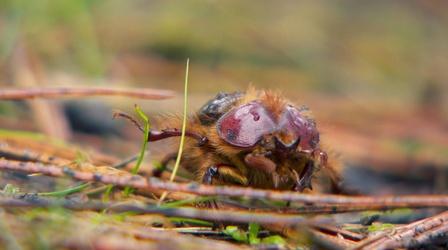 Video thumbnail: Oregon Field Guide Rain Beetles, North Fork Smith River and Oil Pollution Art