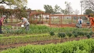 Healing Gardens for the Formerly Homeless