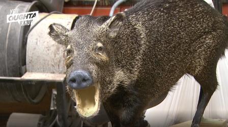 Video thumbnail: You Oughta Know I’m Stuffed: Becoming a Professional Taxidermist