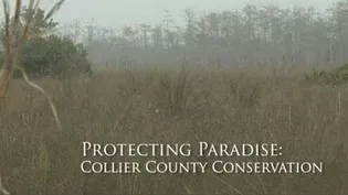 Protecting Paradise: Conserving Collier County