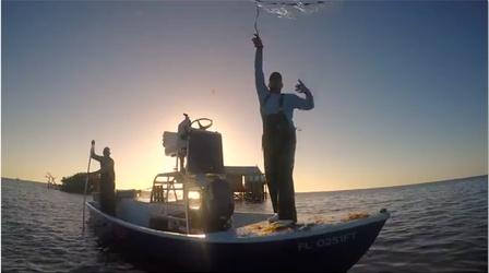 Video thumbnail: WGCU Local Productions Mullet: A Tale of Two Fish | Preview