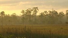 Video thumbnail: WGCU Presents Edge of the Everglades: Big Cypress National Preserve