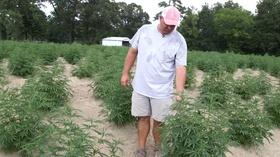 Video thumbnail: PBS NewsHour What's fueling the growth in North Carolina hemp production