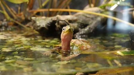 Video thumbnail: Toledo Stories The Zoo Life