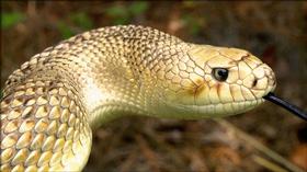 Video thumbnail: Georgia Outdoors Snakes Alive