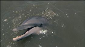 Video thumbnail: Georgia Outdoors Dolphin Drama