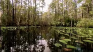 Okefenokee
