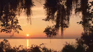 Sapelo