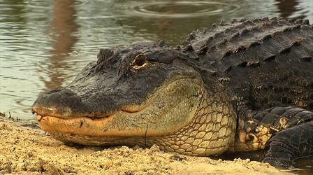 Video thumbnail: Georgia Outdoors Alligators