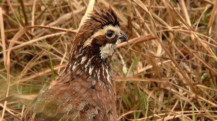 Video thumbnail: Georgia Outdoors For The Love Of Quail