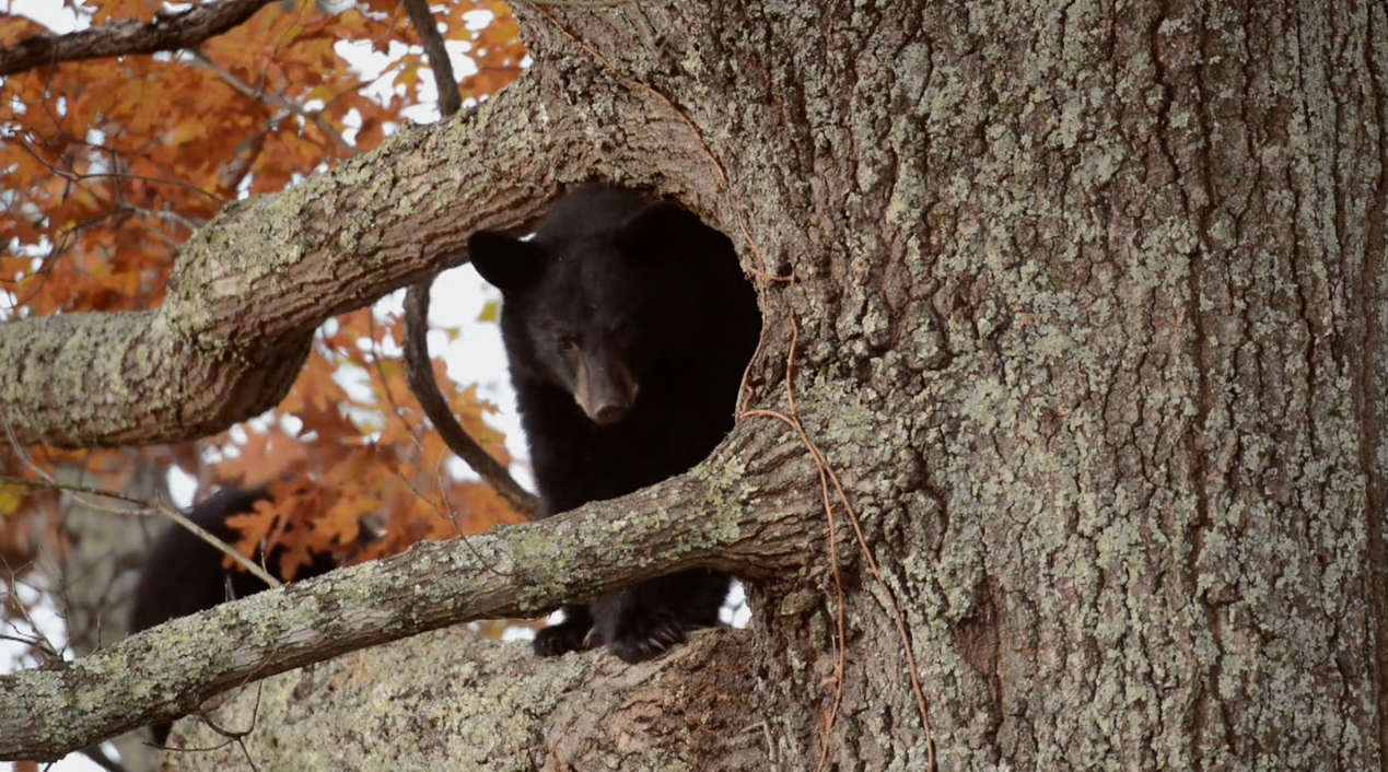 To Save The Bear