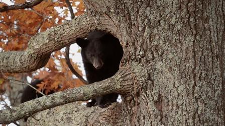 Video thumbnail: Georgia Outdoors To Save The Bear