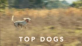 Video thumbnail: Georgia Outdoors Top Dogs
