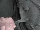 Granite Sculptor