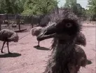 Bird Food