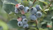 Pick, Cook, Keep: Blueberries