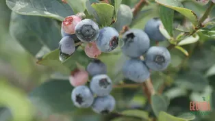 Pick, Cook, Keep: Blueberries