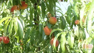 Pick,Cook,Keep: Peaches