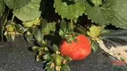 Pick, Cook, Keep: Strawberries