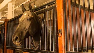 SERVICE: U.S. Army farrier Charles Morrison shoes a horse
