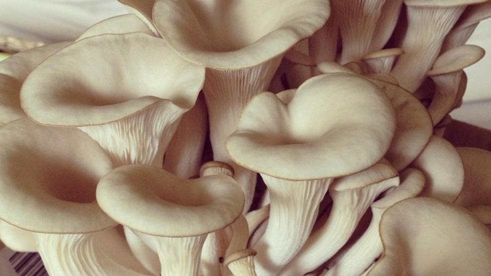Exotic Mushrooms image