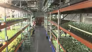 Metropolis Farms