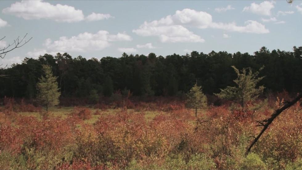 School of Circus Arts; The Pine Barrens; PA Saffron image